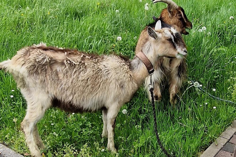 Ziegenwanderung des Kath. Kindergartens Asbach am 12.05.2023