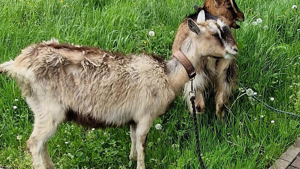 Ziegenwanderung des Kath. Kindergartens Asbach am 12.05.2023