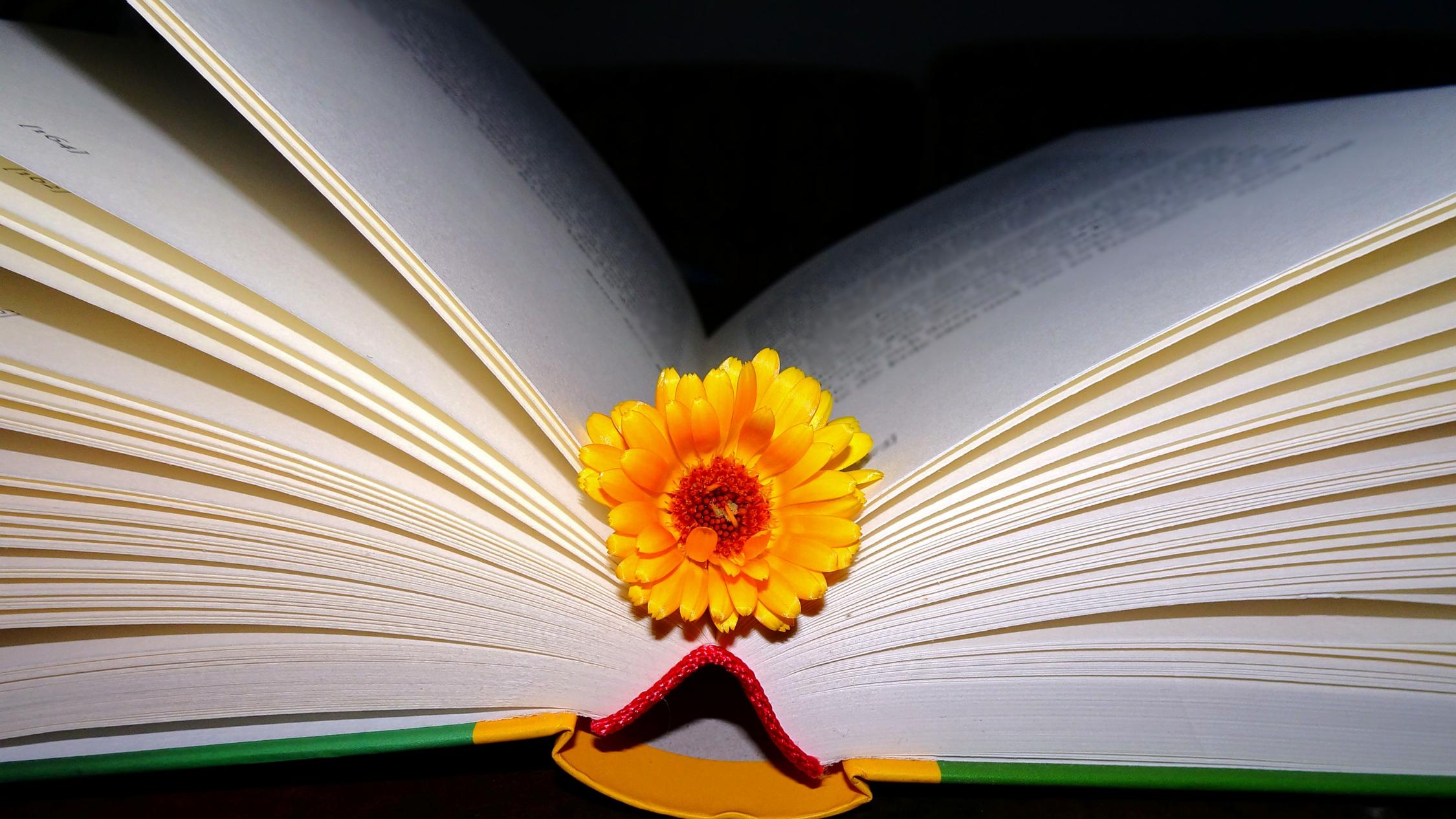 lesen_weckt_die_phantasie_bearb_by_friedbert_simon_pfarrbriefservice